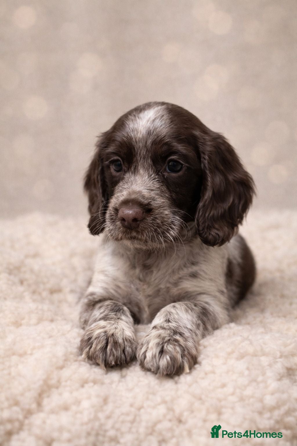 Cocker Spaniel dogs ✨ Working Cocker Spaniel Puppies – Rare Colours ✨ - Advert 7
