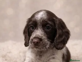 Cocker Spaniel dogs ✨ Working Cocker Spaniel Puppies – Rare Colours ✨ - Advert 13