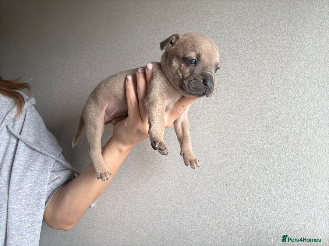 Mixed Breed dogs for sale: Frenchie x Staffy puppies  - Image 22