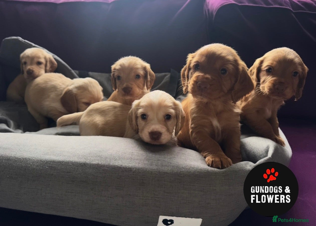 Cocker Spaniel dogs Working KC Cocker Spaniels ⭐️ Red and Lemon  - Advert 3