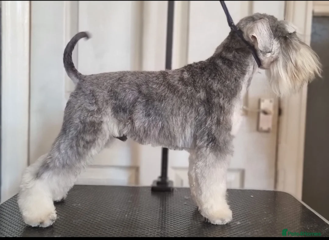 Miniature Schnauzer dogs for stud: Pepper & salt proven for stud in Hull - Advert 9