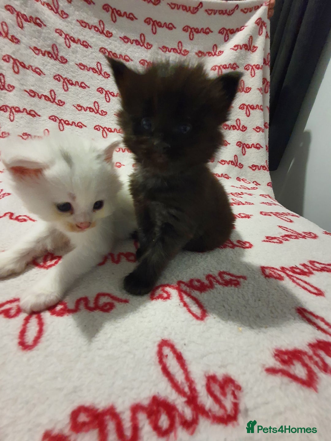 Maine Coon cats for sale: Last kitten available  - Advert 5