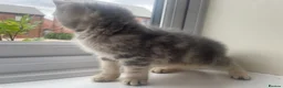 British Shorthair cats for sale: British Blue Shorthair Silver Tabby kittens - Advert 22