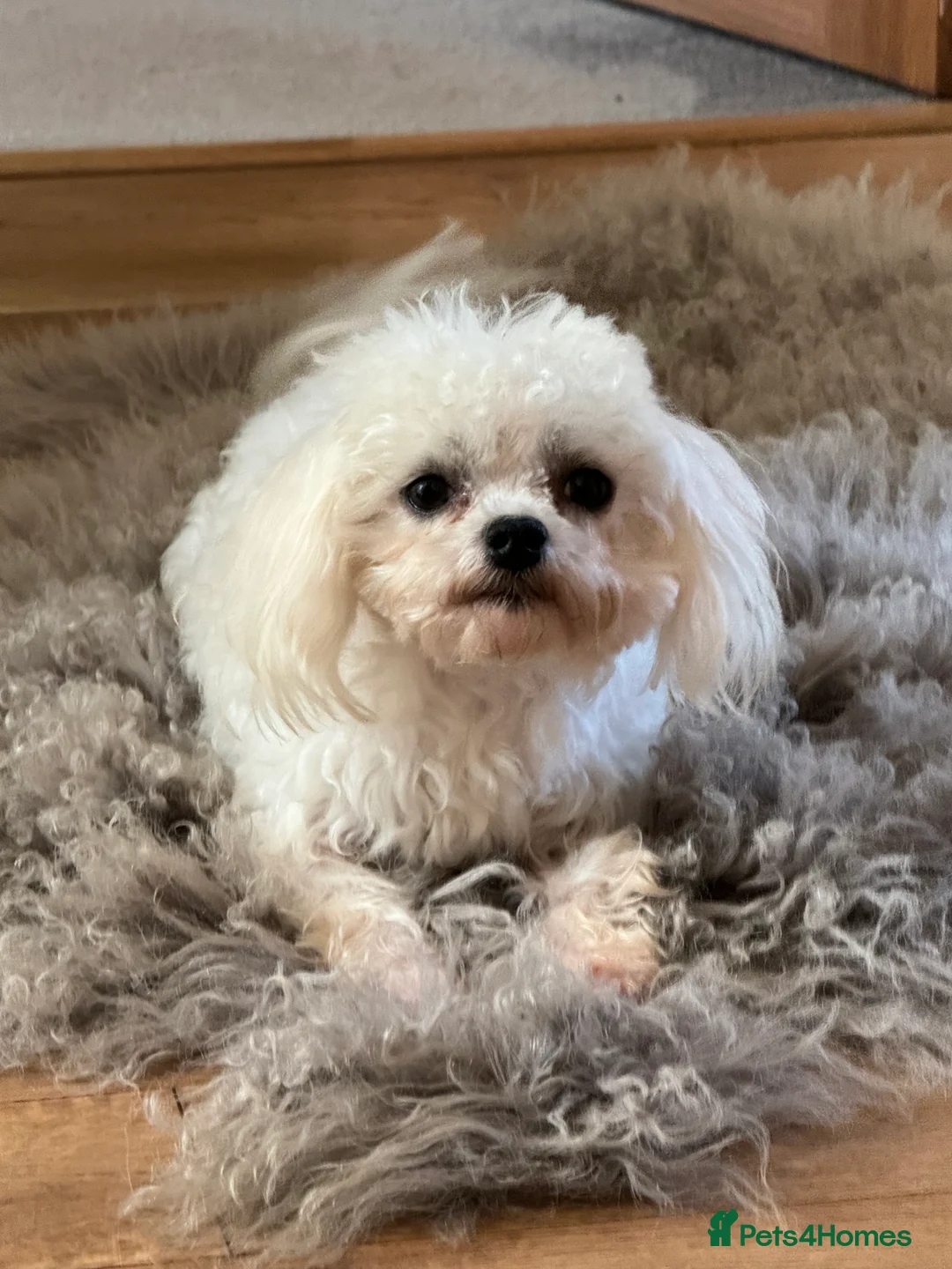 Maltese dogs for stud: DONNAJAYS Maltese STUD European laboratory tested  in Stafford - Advert 2