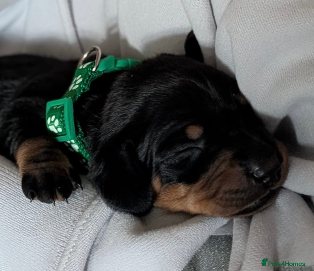 Dachshund dogs for sale: Beautiful Dachshund Puppies – KC Registered Lines - Advert 35