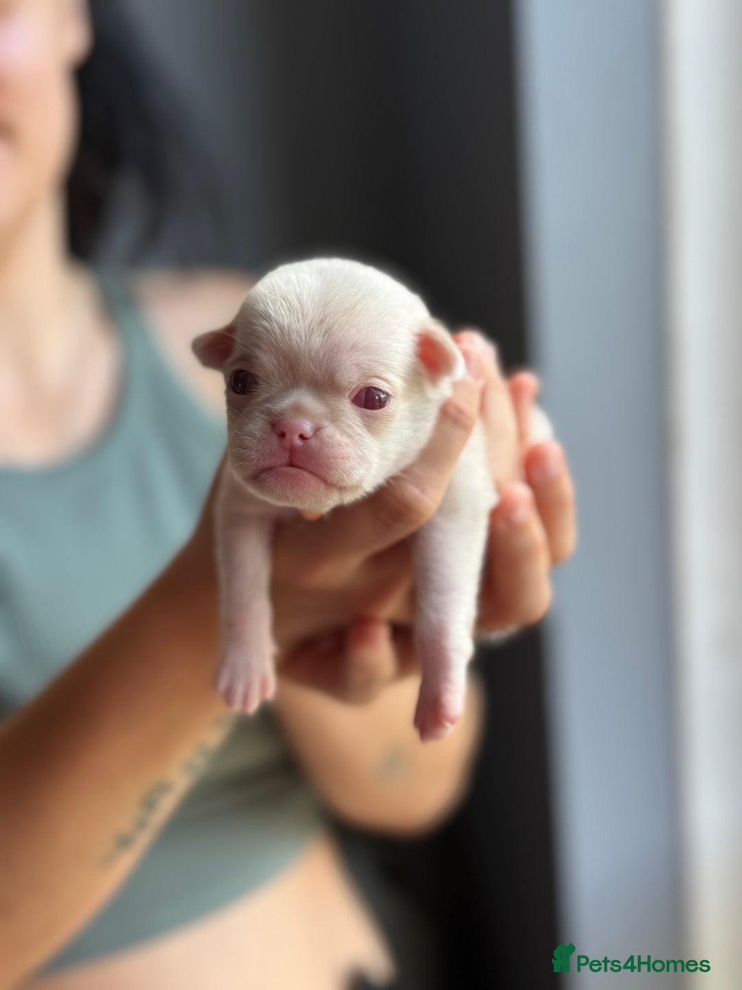 Pug dogs for sale: 7 boys ready to go next week!!!🩵 - Image 30