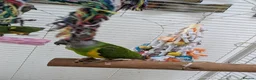 Parrots birds for sale: Senegal parrot 4 babies available very friendly - Advert 6