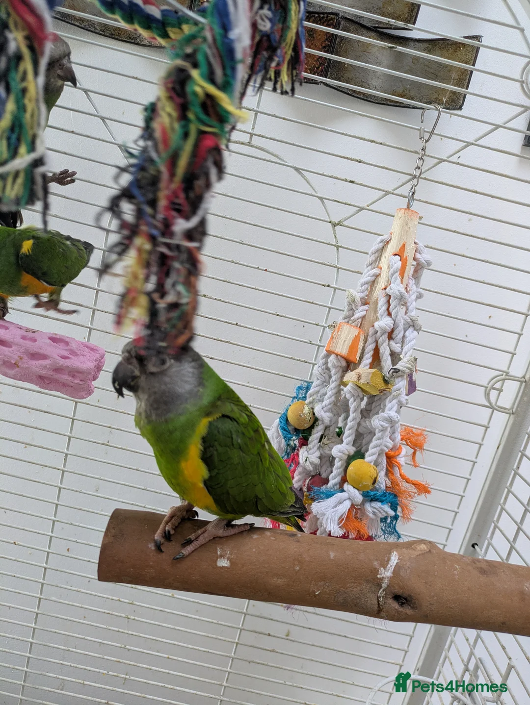 Parrots birds for sale: Senegal parrot 4 babies available very friendly - Advert 6