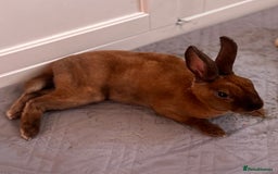Rex rabbits for sale: gentle & playful purebred mini rex  - Image 1