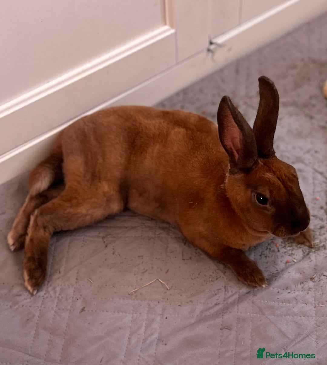 Rex rabbits for sale: gentle & playful purebred mini rex  - Image 1