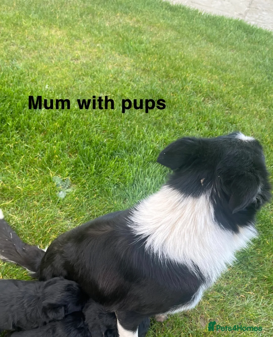 Bordoodle dogs for sale: Borderdoodle Puppies - Advert 13