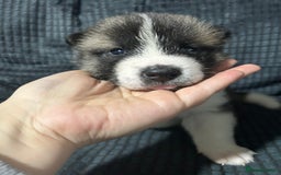 Akita dogs for sale: American Akita puppy’s  - Image 5