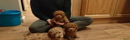 Miniature Poodle dogs for sale: ✨ Miniature Poodle Puppies for Reservation! ✨   - Advert 12