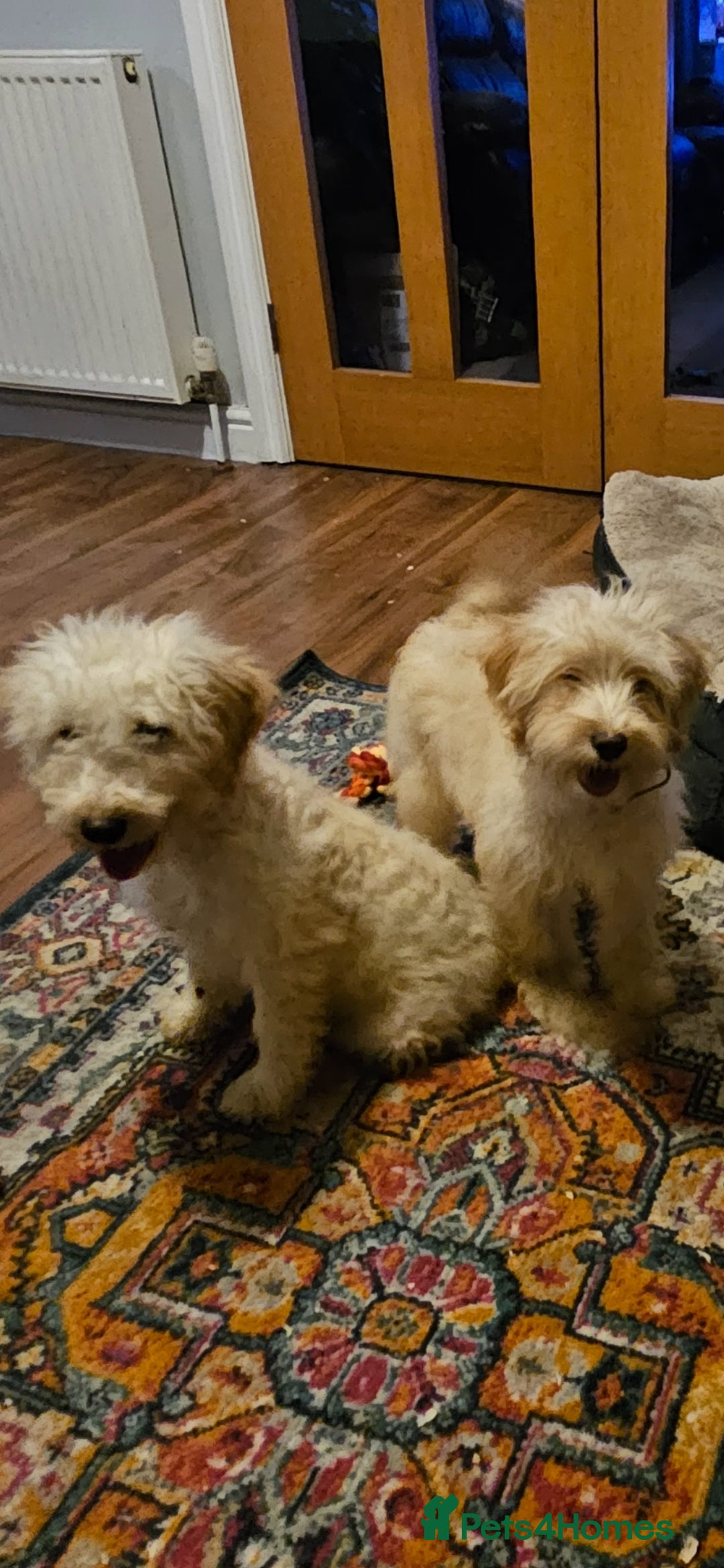 Cockapoo dogs Cockapoo - Advert 17