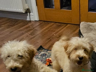 Cockapoo dogs Cockapoo - Advert 17