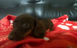 Dachshund dogs for sale: Dachshund  - Image 3