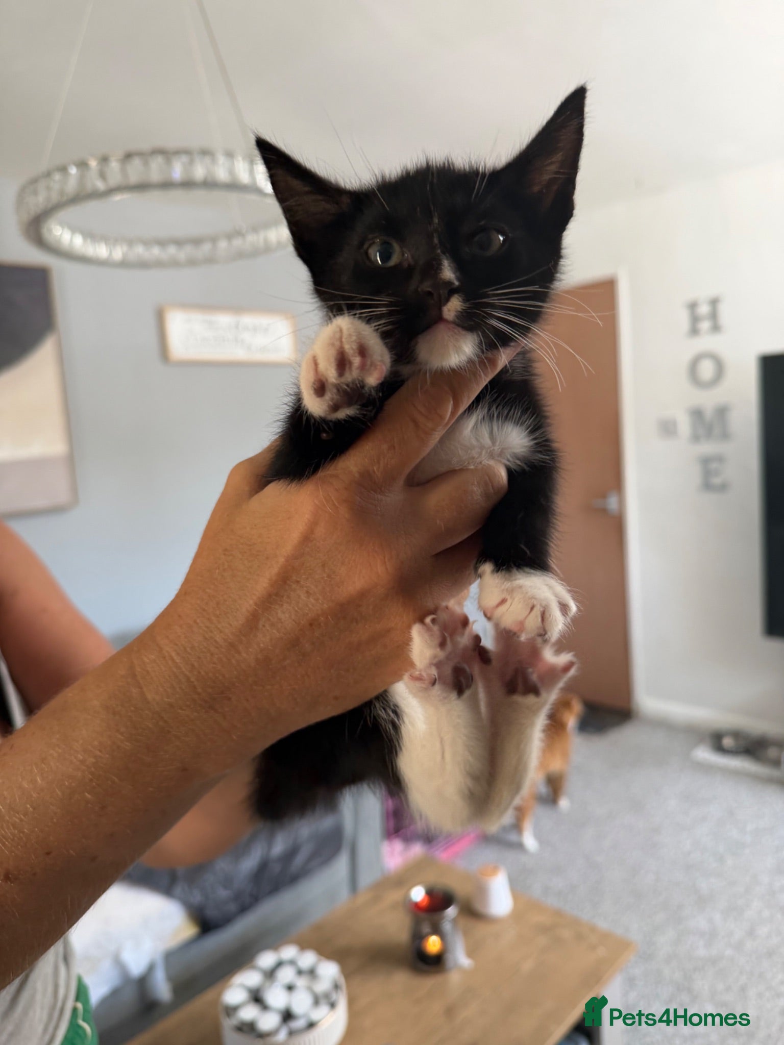 British Shorthair cats Kittens for sale  - Advert 1