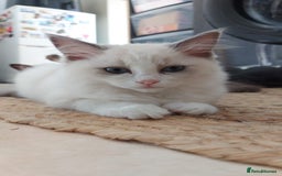 Ragdoll cats for sale: Ragdoll Kittens Championship DNA tested GCCF reg - Image 14