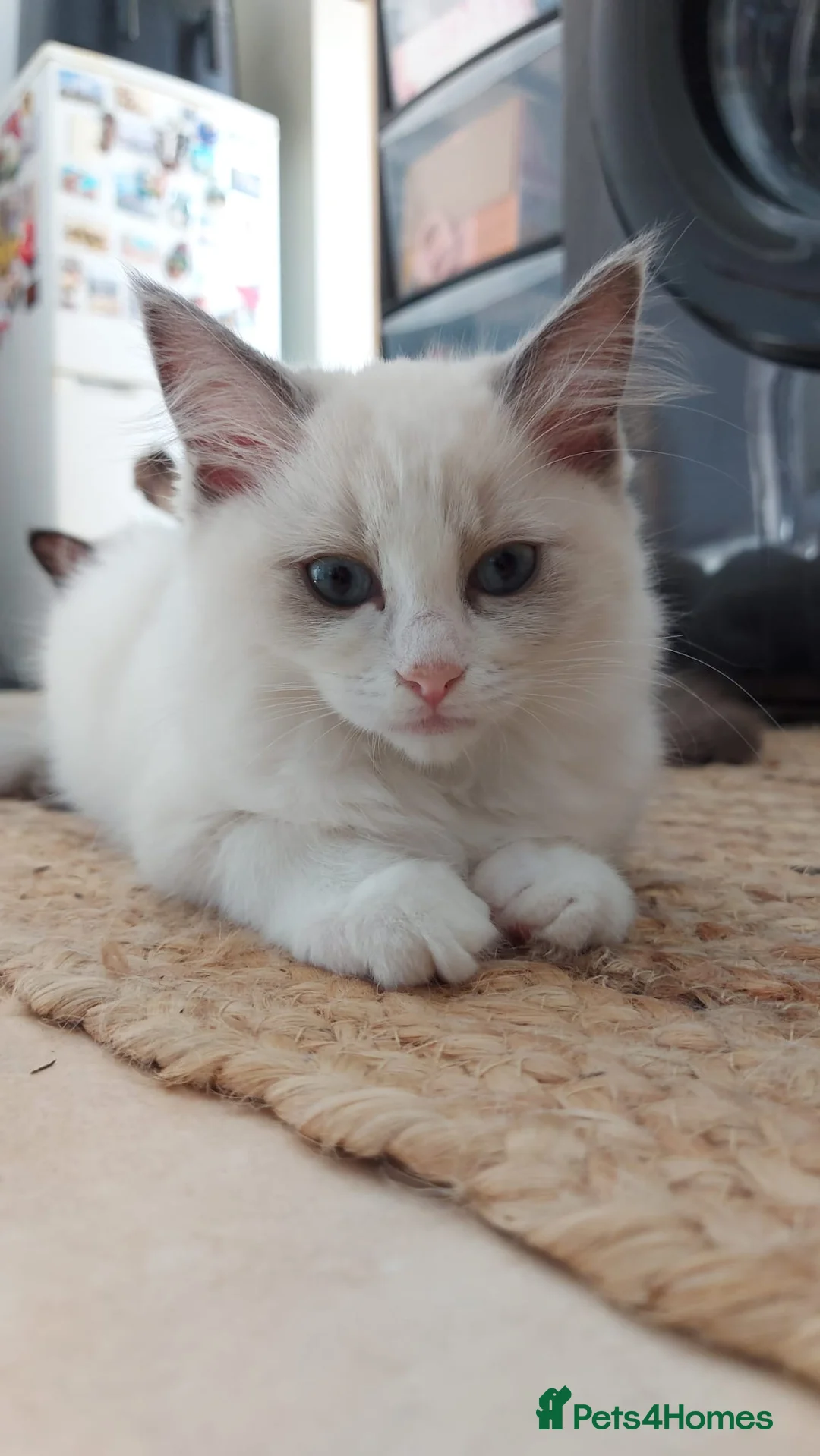 Ragdoll cats for sale: Ragdoll Kittens Championship DNA tested GCCF reg - Advert 14