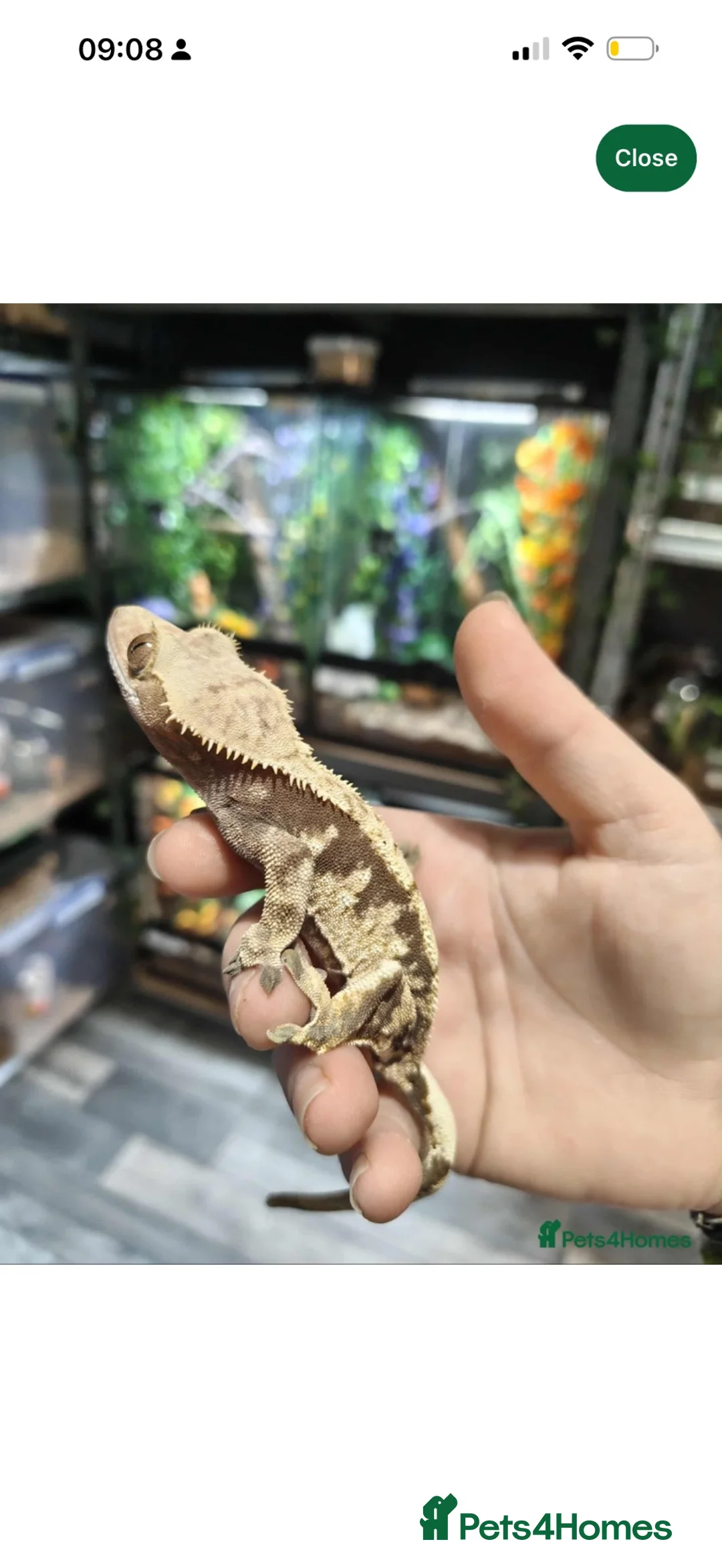 Gecko reptiles for sale: Trio of Geckos  - Advert 8
