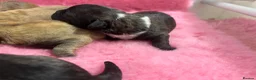 Mixed Breed dogs for sale: F1 Cairndoodle Puppies  - Advert 4