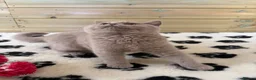 British Shorthair cats for sale: Beautiful pedigree British Shorthair kittens - Advert 11