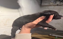 Staffordshire Bull Terrier dogs for sale: Staffordshire bull terrier pups - Image 1