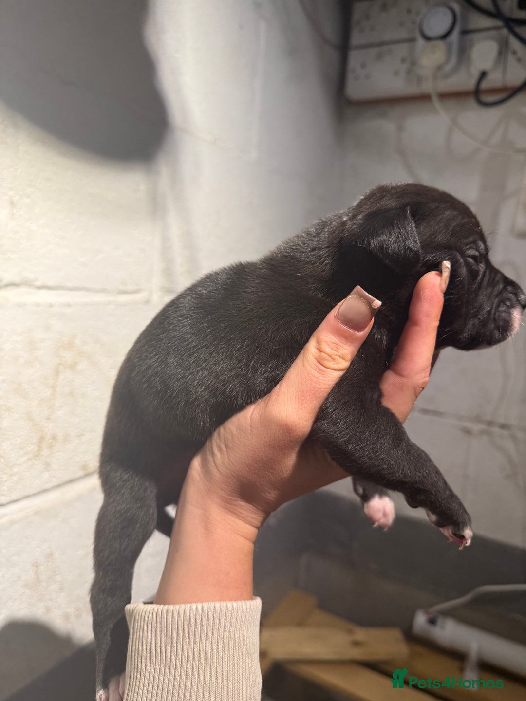 Staffordshire Bull Terrier dogs for sale: Staffordshire bull terrier pups - Image 1