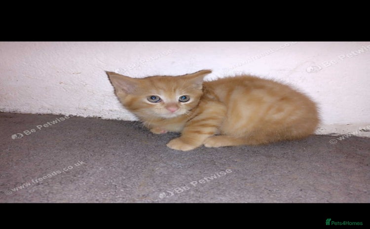 Mixed Breed cats - Advert 14