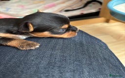 Yorkshire Terrier dogs for sale: Yorkshire terriers - Image 3