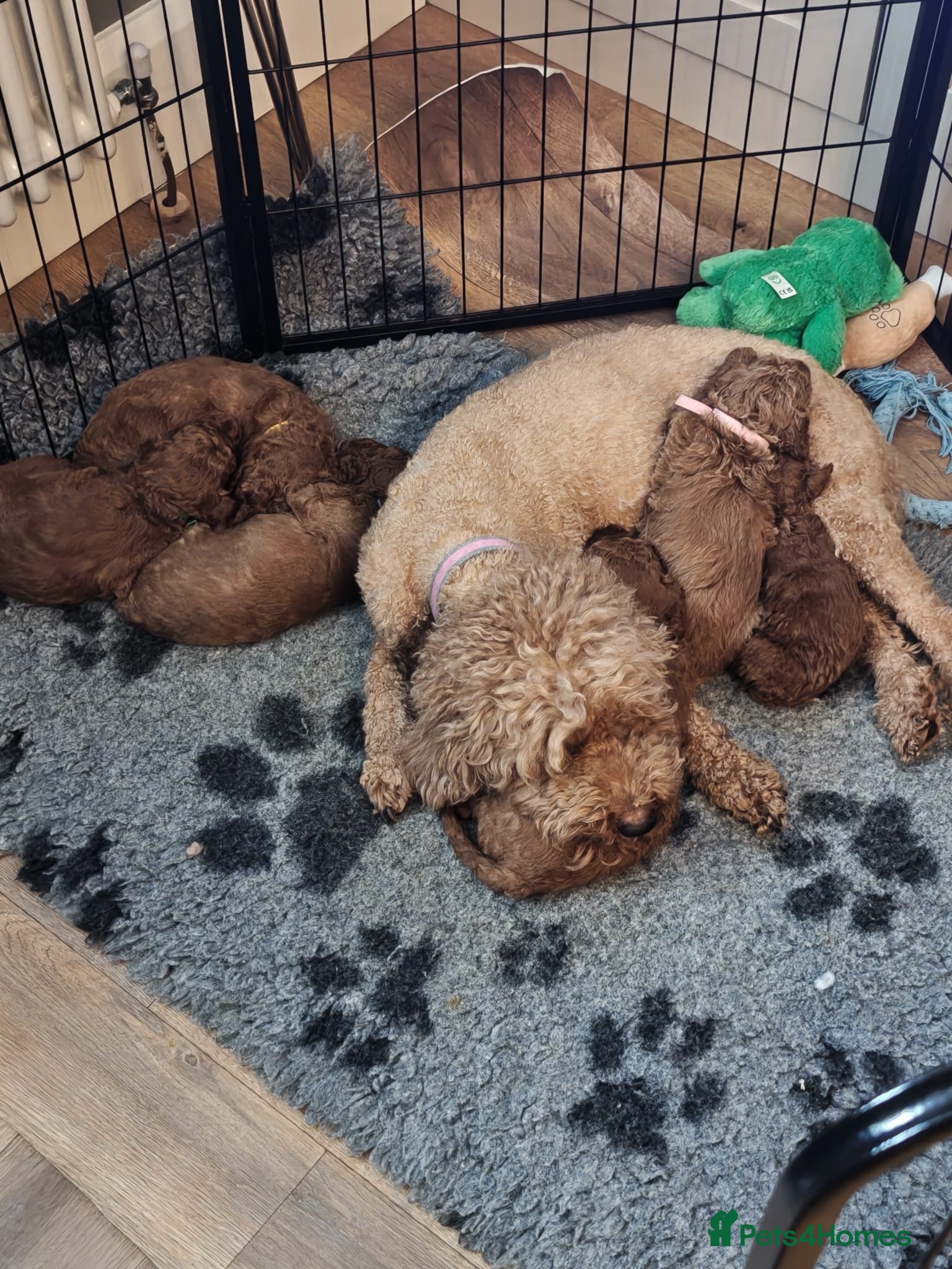 Labradoodle dogs Stunning Red Labradoodles Health Tested Parents  - Advert 1