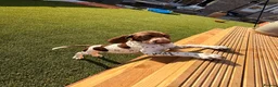 German Shorthaired Pointer dogs for sale: Ready to Leave 1 Male Left Otti 🐾🩵 - Advert 3