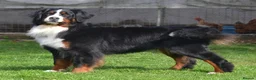 Bernese Mountain Dog dogs for sale: VERY SPECIAL GIRL LOOKING FOR VERY SPECIAL HOME - Advert 9