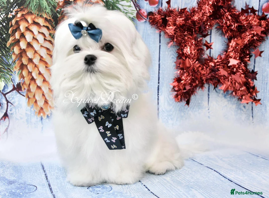 Maltese dogs for stud: OCTAVIUS Korean Maltese KC Registered Proven Stud in Halesowen - Advert 24