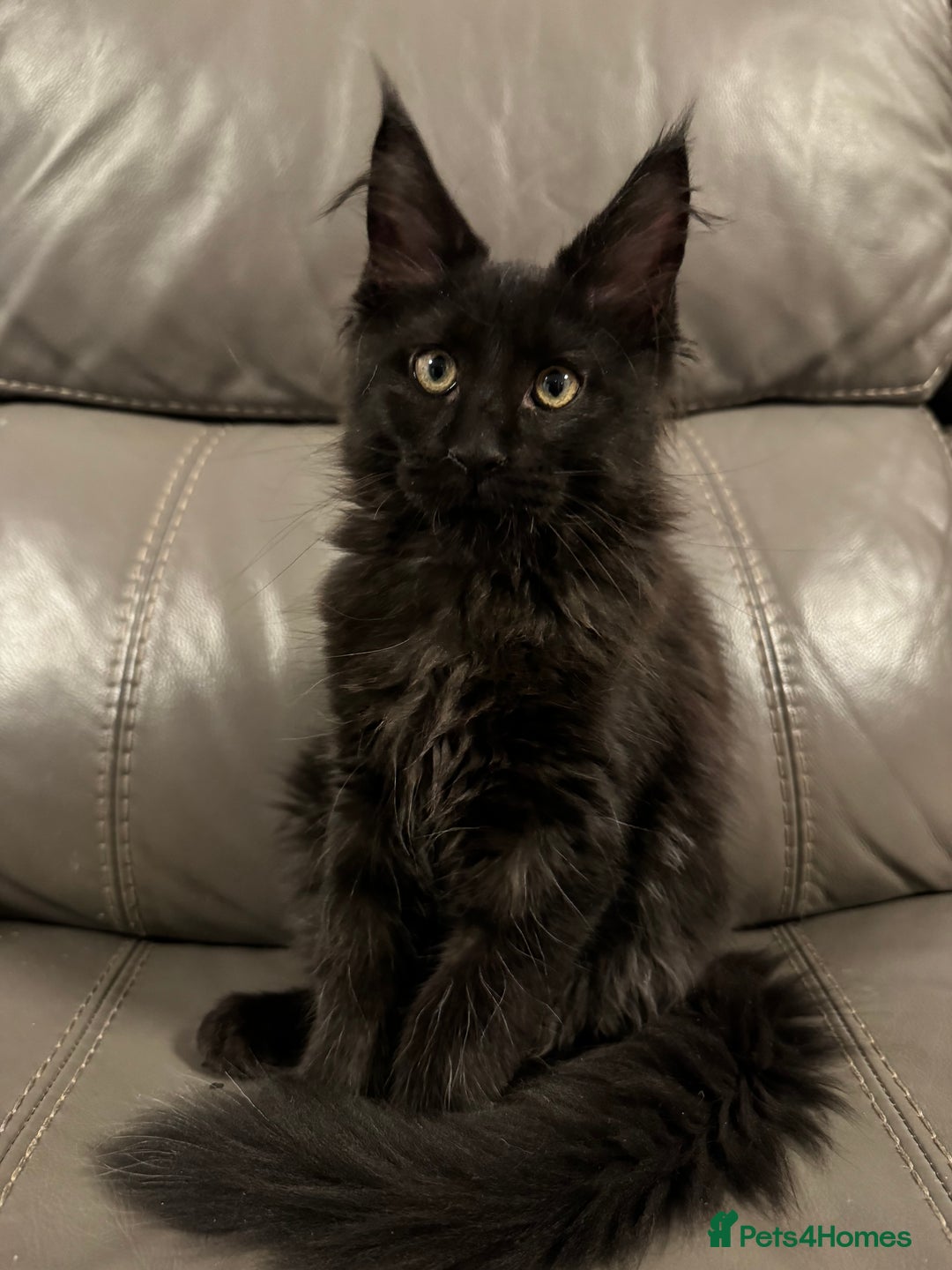 Maine Coon cats for sale: Solid Black Maine Coon Kitten - Advert 4