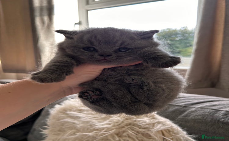 British Shorthair cats - Advert 7