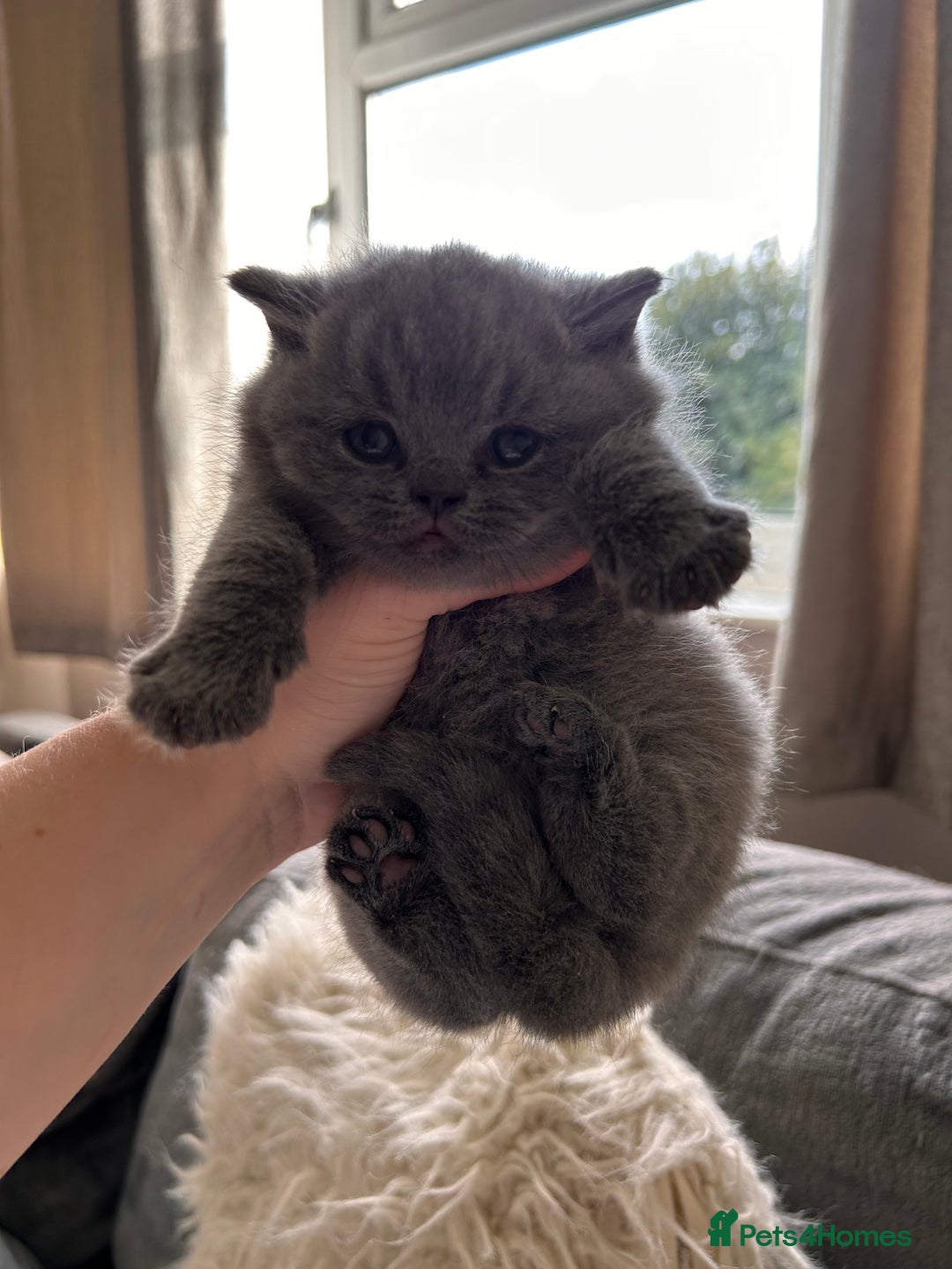 British Shorthair cats for sale: British Shorthair Kittens - Image 1