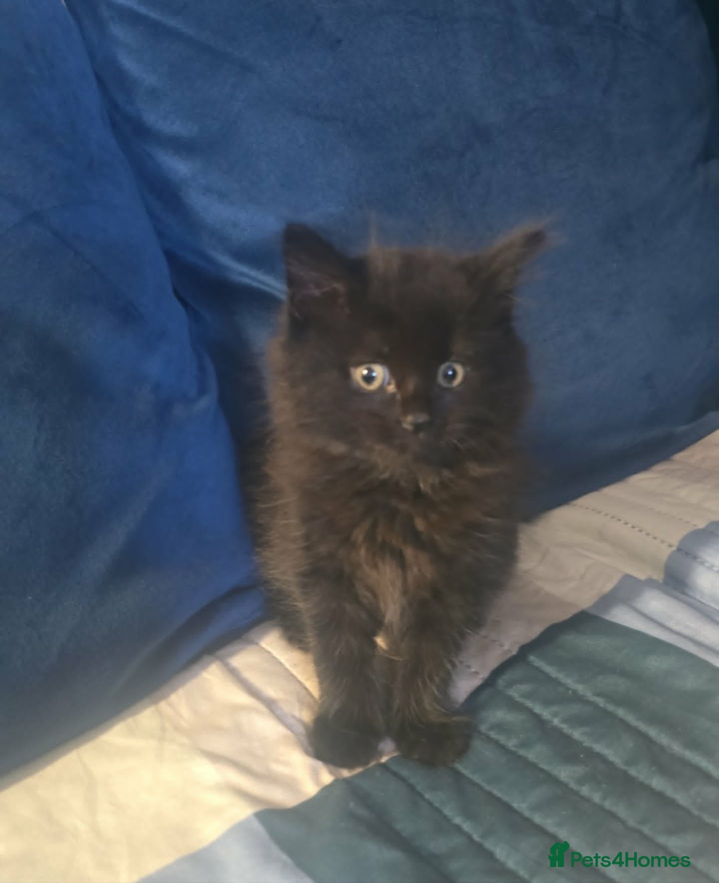 Mixed Breed cats for sale: 5 Male Kittens Looking for a new Home In Derby in Derby - Advert 11