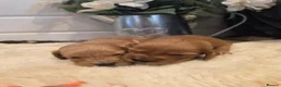 Cockapoo dogs for sale: 🐾fabulous F1 showtype cockapoo puppies 🐶  - Advert 4