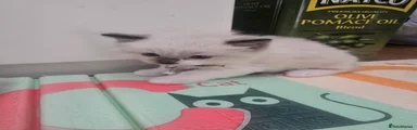 Ragdoll Kitten 1