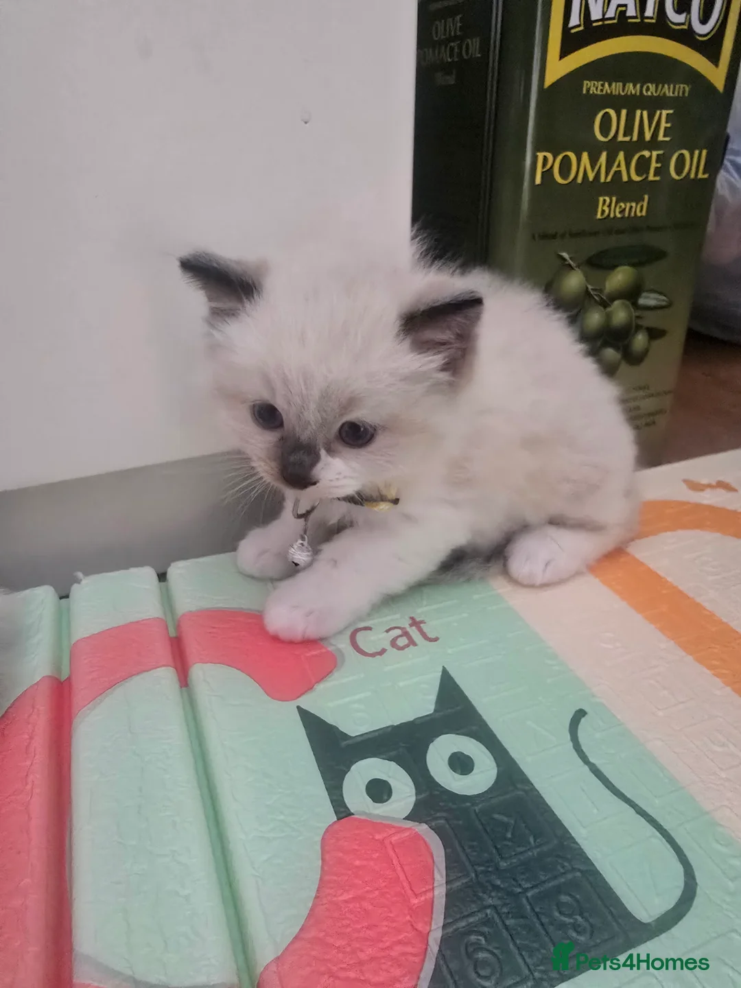 Ragdoll cats for sale: Ragdoll kittens - Advert 4