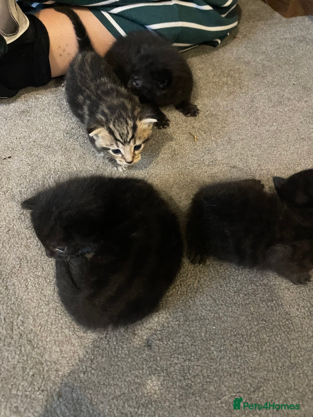Mixed Breed cats for sale: Kittens x 4  - Image 4