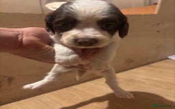 English Springer Spaniel dogs for sale: 7 springer spaniel puppies. Both parents working - Advert 6