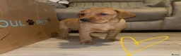 Labrador Retriever dogs for sale: Gorgeous KC Registered Fox Red Labradors  - Advert 22