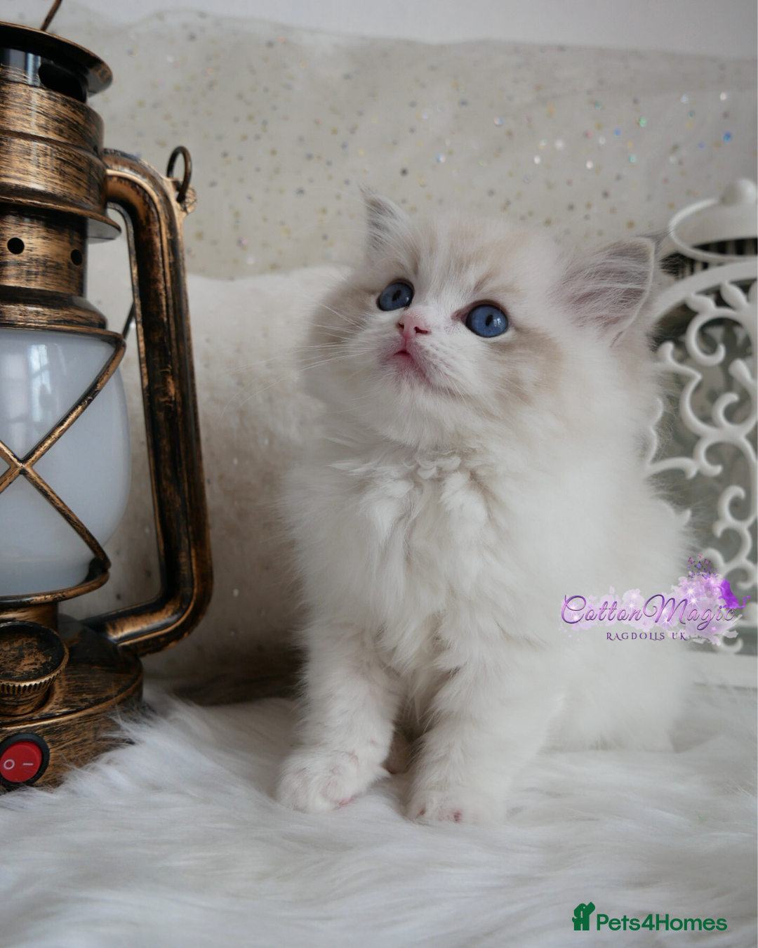 Ragdoll cats for sale: Exquisite Chinese Ragdolls Lynx / Bicolor - Image 2