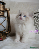 Ragdoll cats - Advert 5