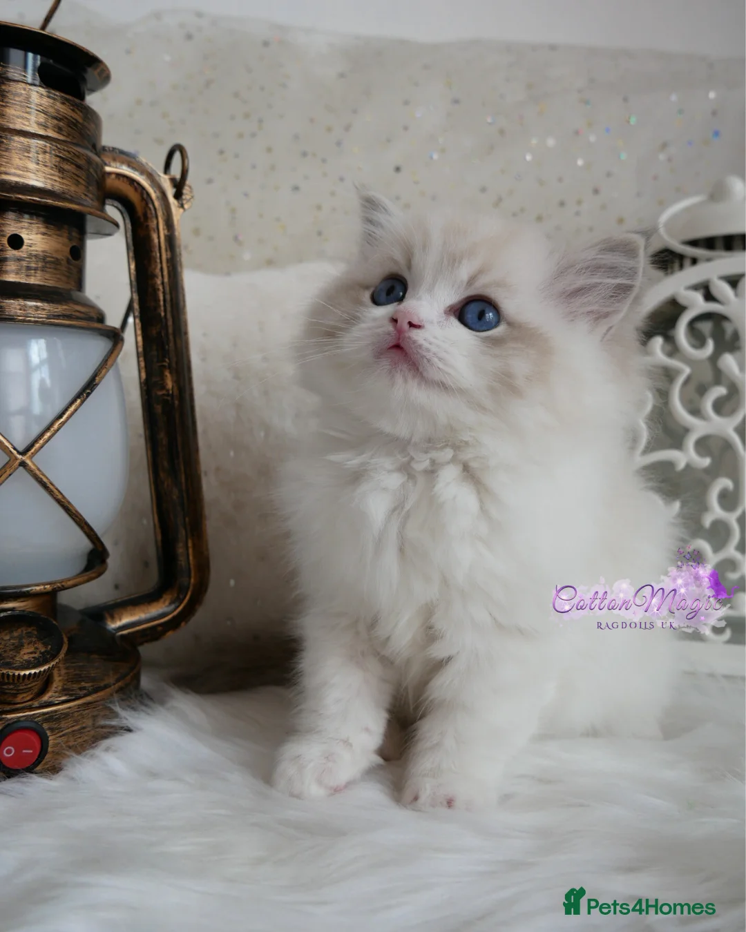Ragdoll cats for sale: Exquisite High-End Quality Ragdolls Lynx / Bicolor - Advert 2