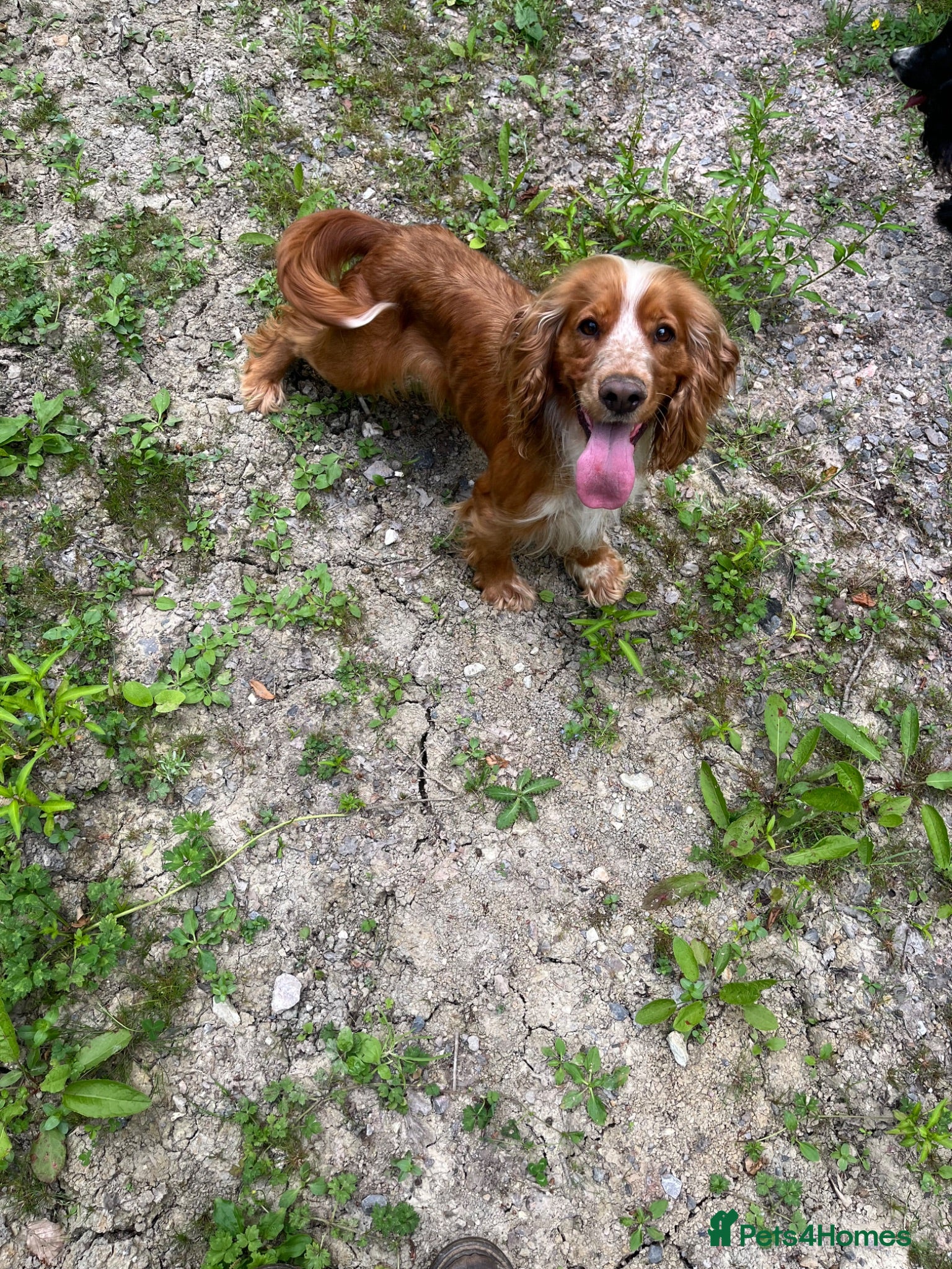 Cocker Spaniel dogs Stunning KC health tested bitch - Advert 1