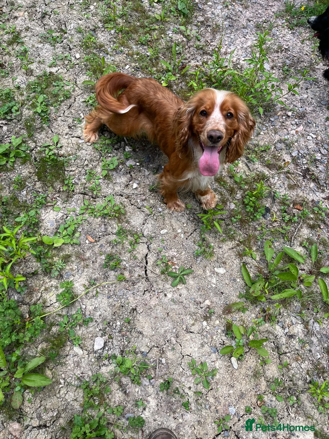 Cocker Spaniel dogs for sale: Stunning KC health tested bitch - Advert 1