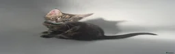 Maine Coon cats for sale: Beautiful Maine Coon X Ginger Kittens Sale - Advert 4